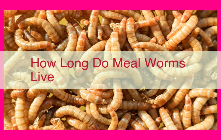 how long do meal worms live