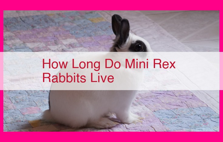 how long do mini rex rabbits live