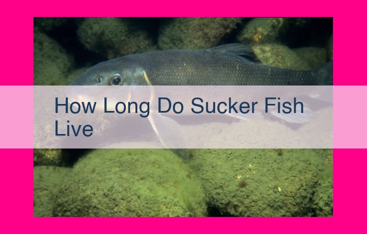 how long do sucker fish live