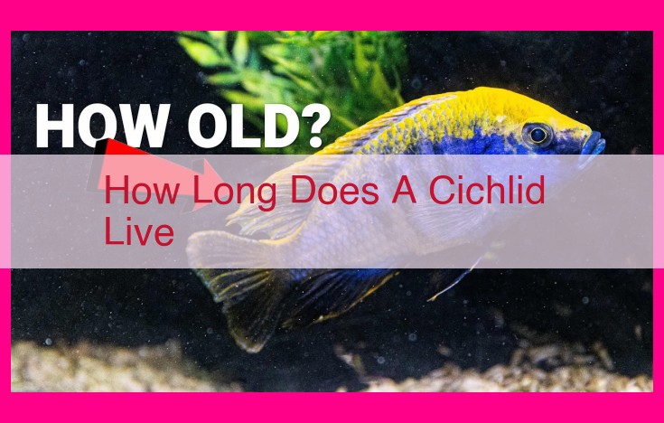 how long does a cichlid live