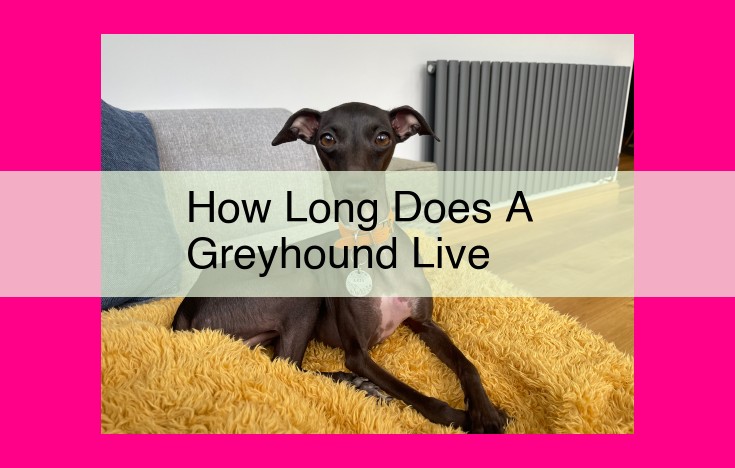 how long does a greyhound live