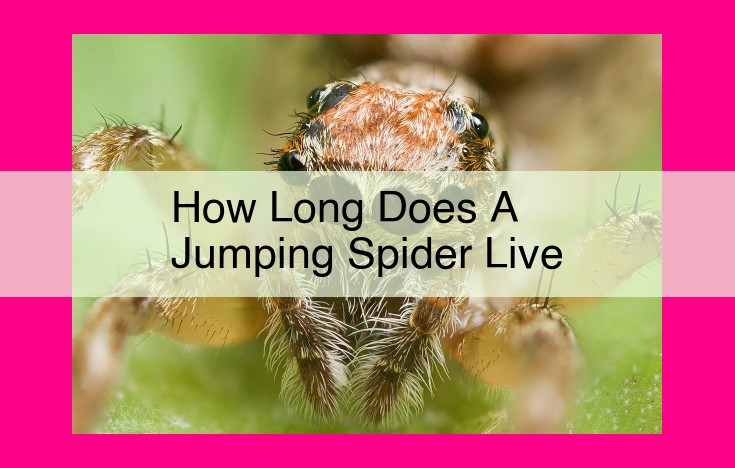 how long does a jumping spider live