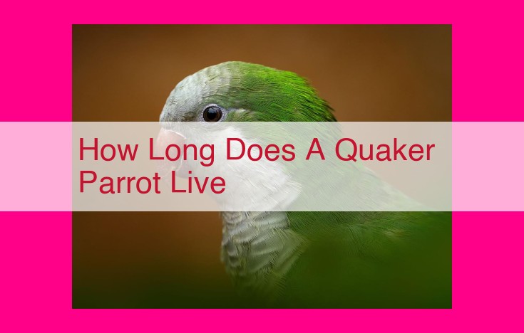 how long does a quaker parrot live