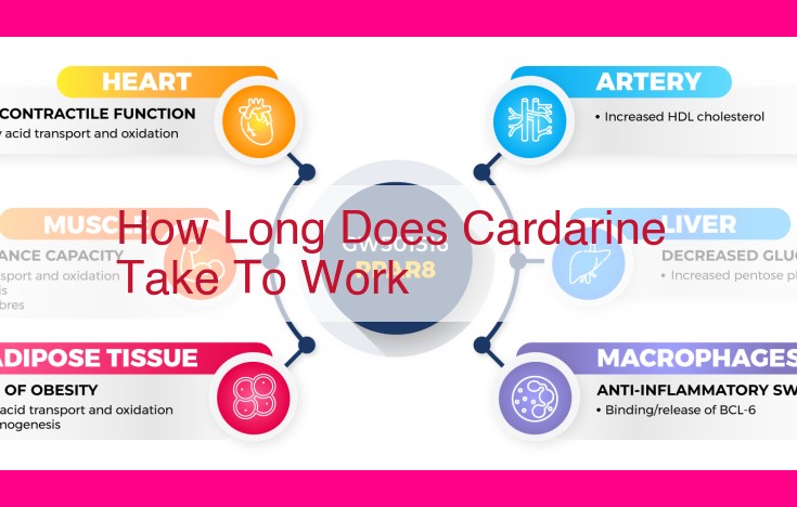 how long does cardarine take to work