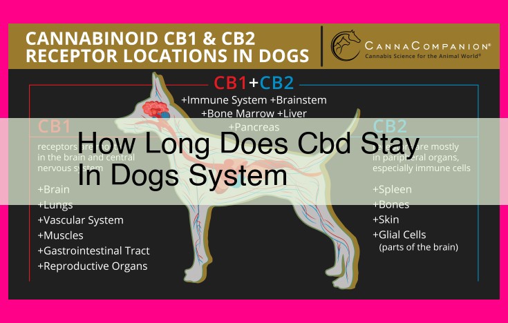 how long does cbd stay in dogs system