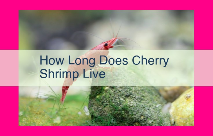 how long does cherry shrimp live