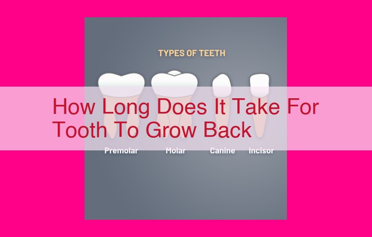 how long does it take for tooth to grow back