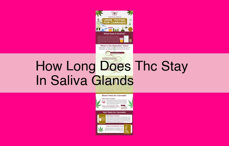 how long does thc stay in saliva glands