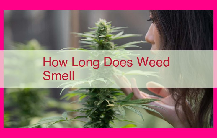 how long does weed smell