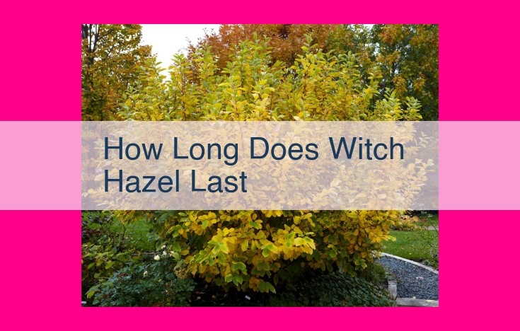 how long does witch hazel last