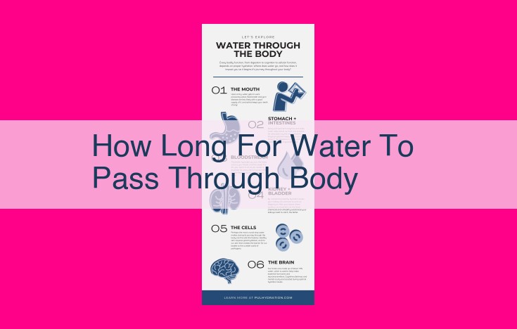 how long for water to pass through body