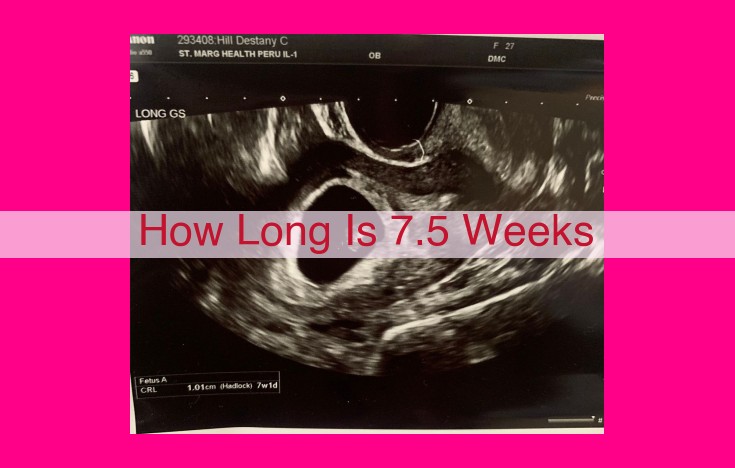 how long is 7.5 weeks