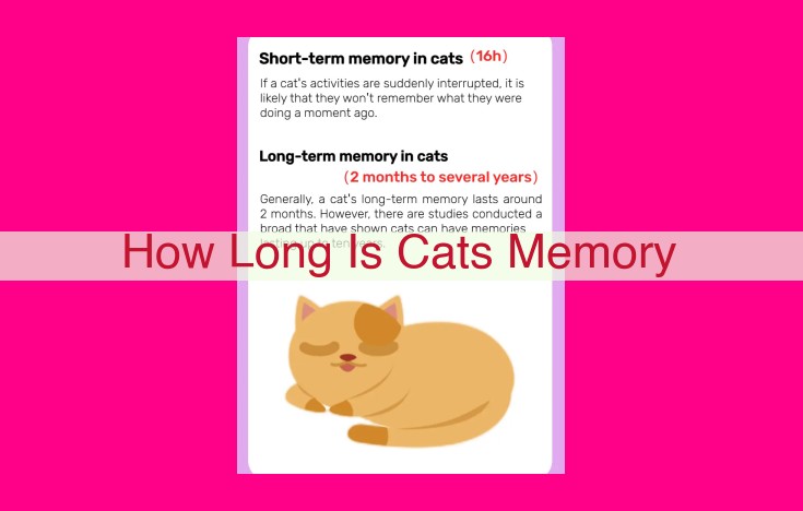 how long is cats memory