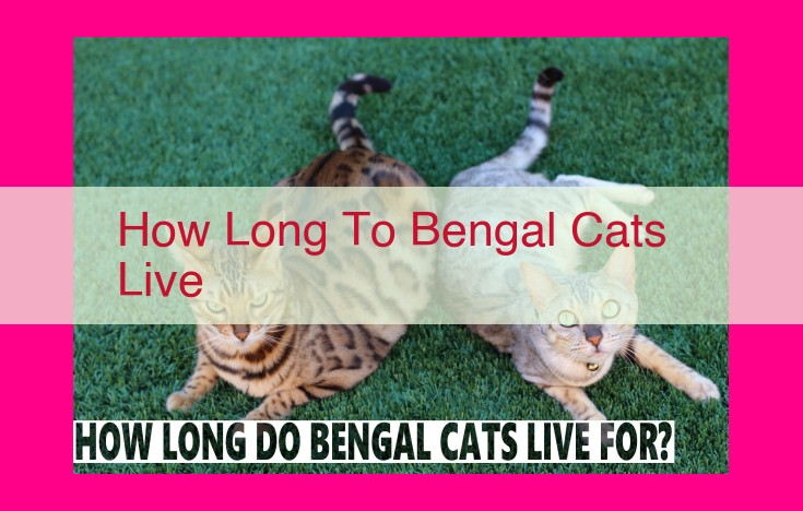 how long to bengal cats live