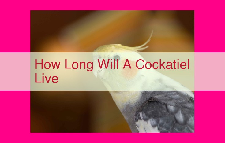 how long will a cockatiel live