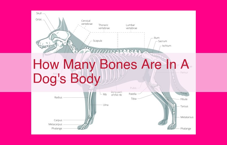 how many bones are in a dog's body