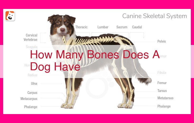 how many bones does a dog have