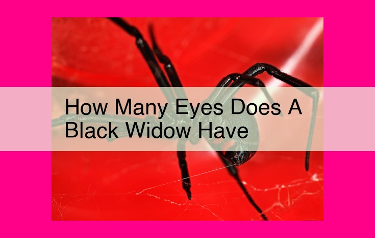 how many eyes does a black widow have