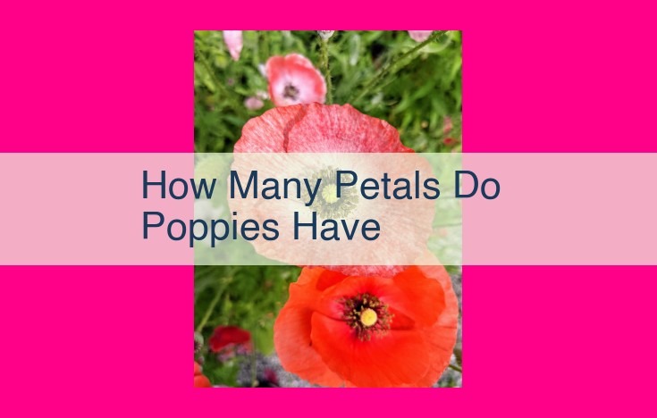 how many petals do poppies have