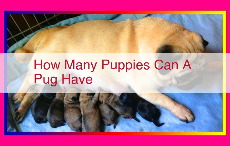 how many puppies can a pug have