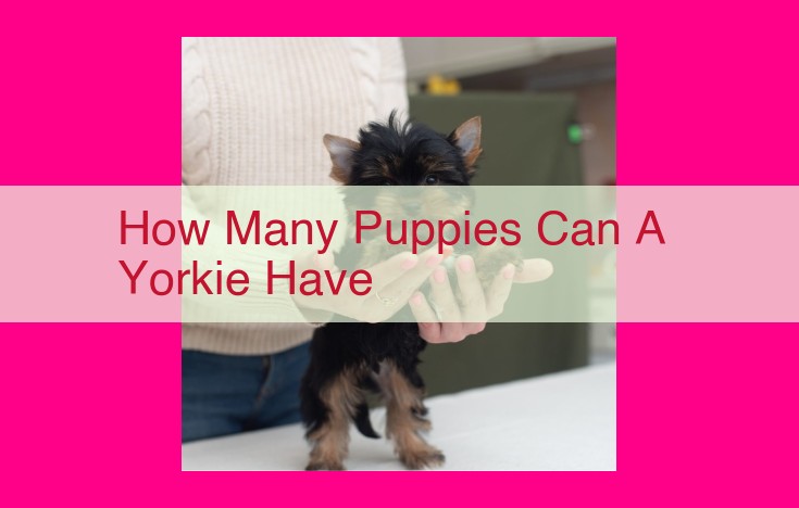 how many puppies can a yorkie have