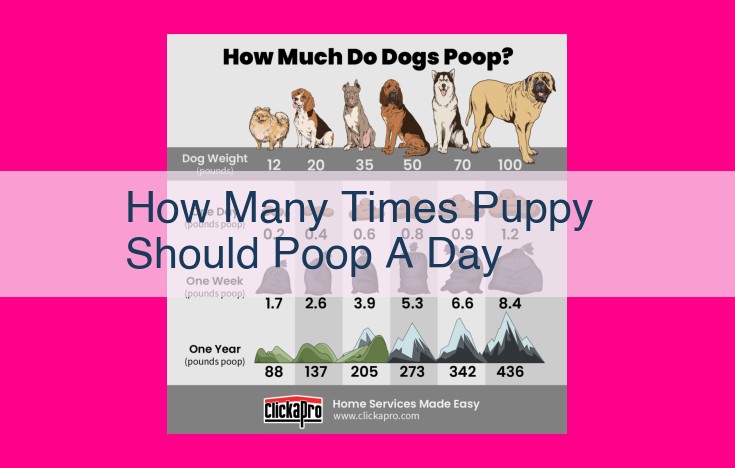 how many times puppy should poop a day