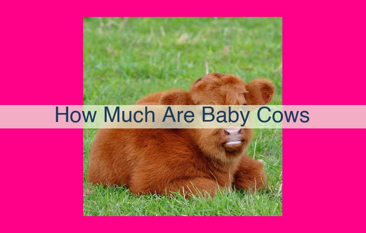 how much are baby cows