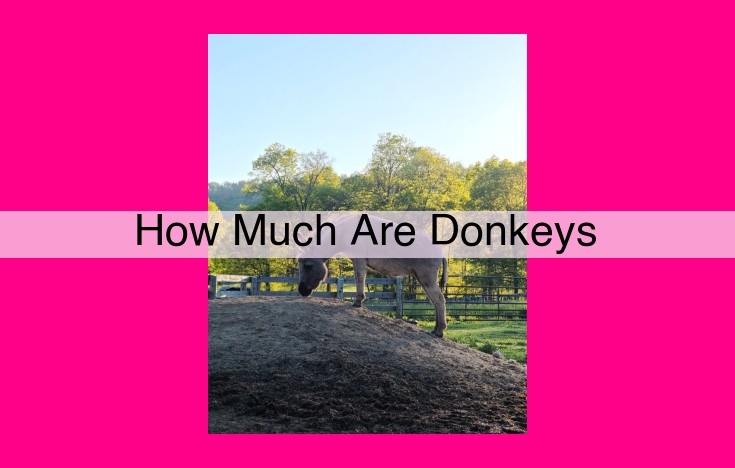 how much are donkeys