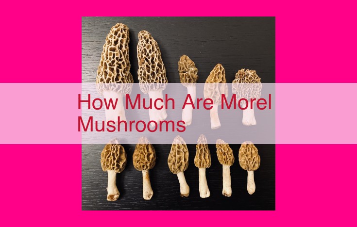 how much are morel mushrooms