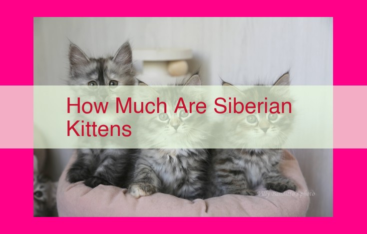 how much are siberian kittens