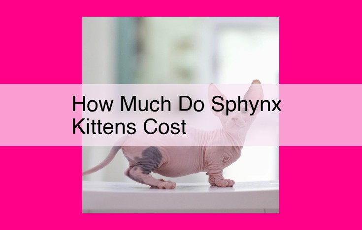 how much do sphynx kittens cost