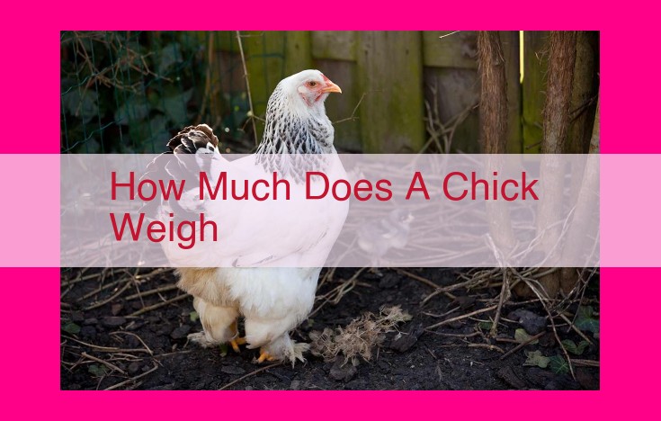 how much does a chick weigh