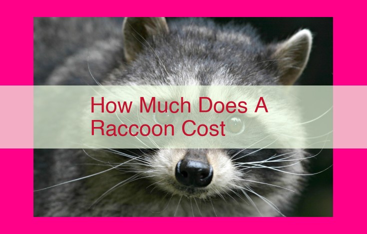 how much does a raccoon cost