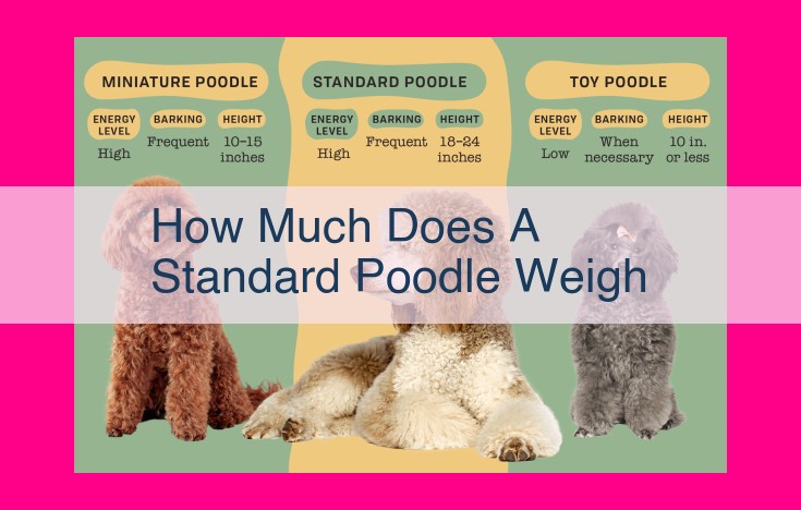 how much does a standard poodle weigh