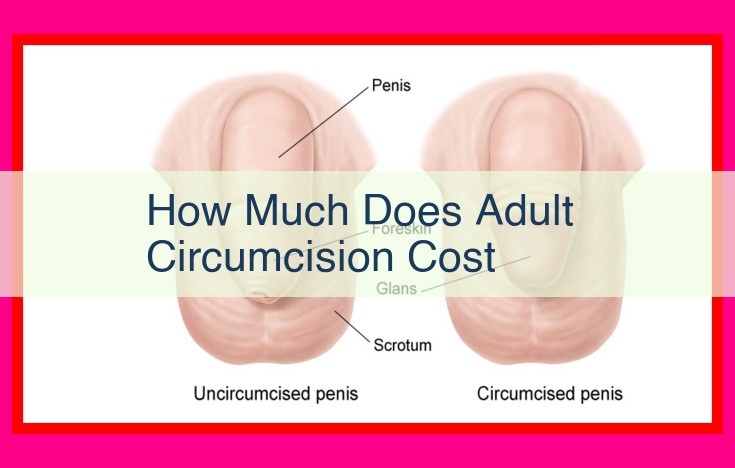 how much does adult circumcision cost