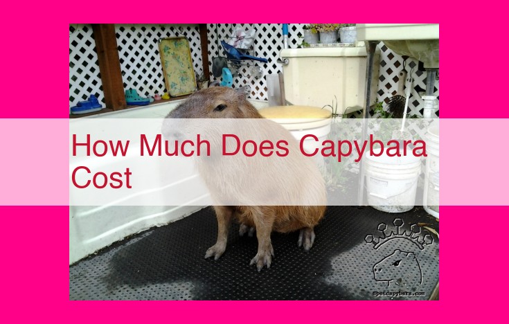 how much does capybara cost