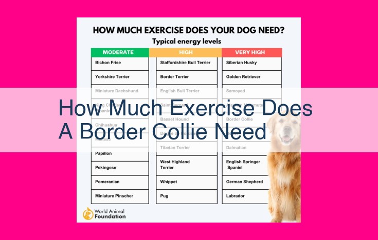 how much exercise does a border collie need