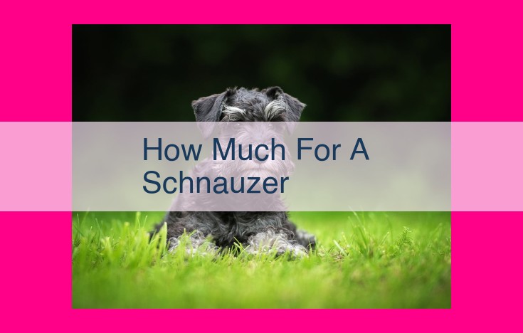 how much for a schnauzer