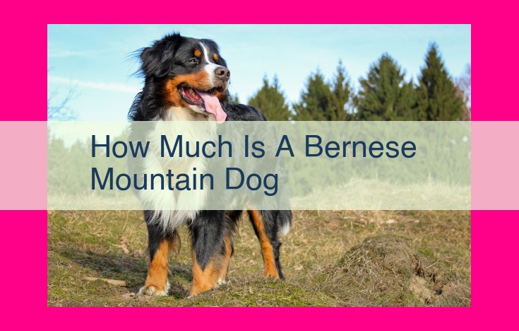 how much is a bernese mountain dog