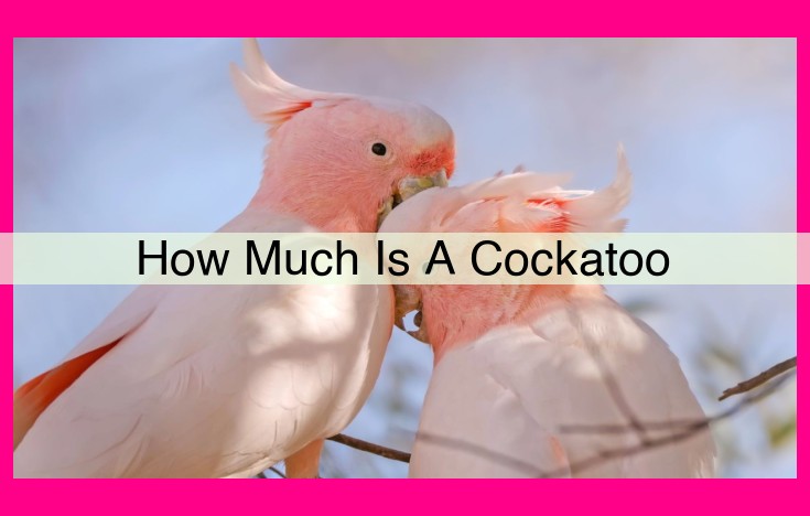 how much is a cockatoo