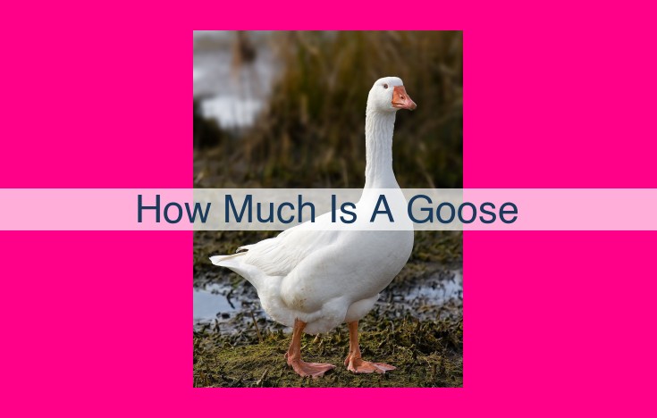 how much is a goose