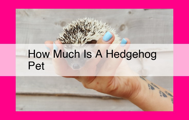 how much is a hedgehog pet