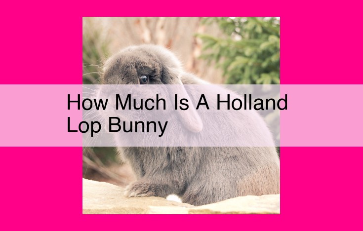 how much is a holland lop bunny