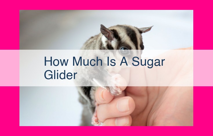 how much is a sugar glider