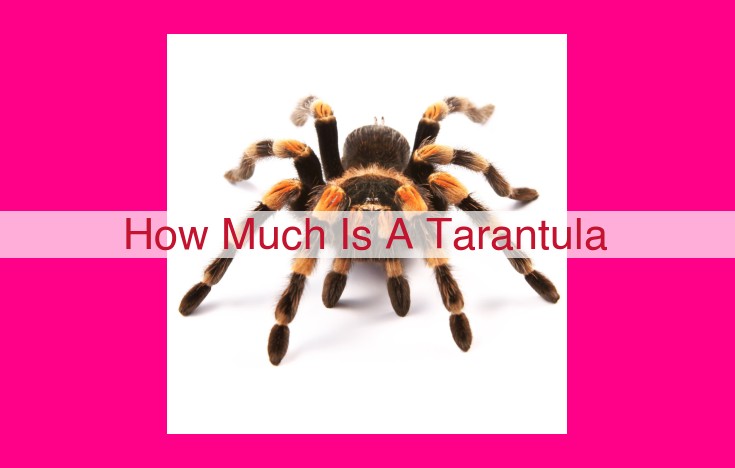 how much is a tarantula