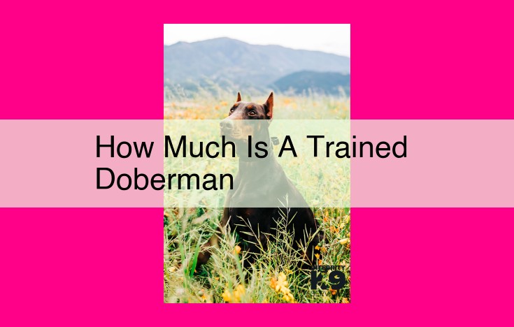 how much is a trained doberman