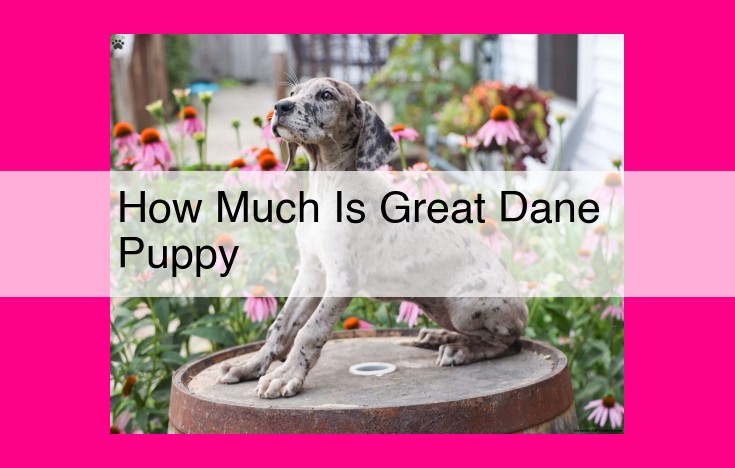 how much is great dane puppy