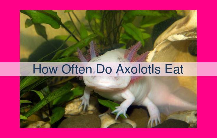 how often do axolotls eat