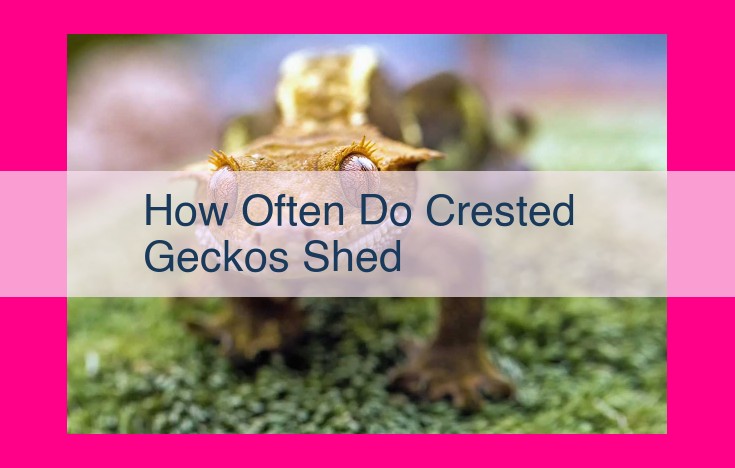 how often do crested geckos shed