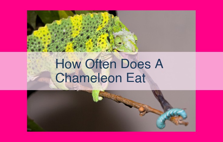 how often does a chameleon eat